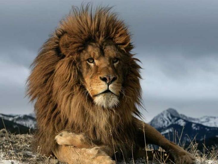 Día Mundial del León por qué se celebra