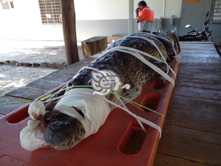 Video Capturan A Cocodrilo Deambulaba En El Centro De J Ltipan