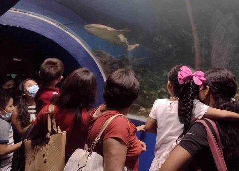 Locales Y Turistas Abarrotan El Aquarium Del Puerto De Veracruz Tras