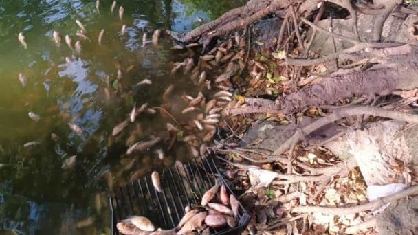 Aparecen Peces Muertos En Lagunas La Ilusi N Y Ensue O En Veracruz Video