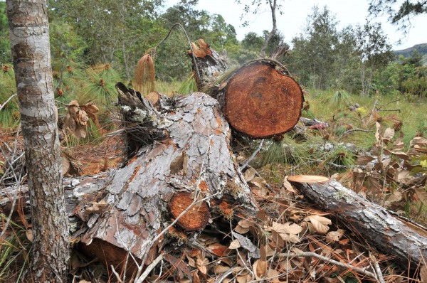 Preocupante, deforestación por tala clandestina en Tequila