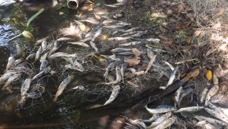 Otra matazón de peces por culpa de etanolera de Nopaltepec, alcoholera e Ingenio Tres Valles