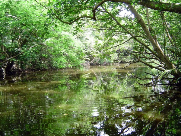 Día del Medio Ambiente: defender la riqueza natural de Veracruz, ante diversas amenazas