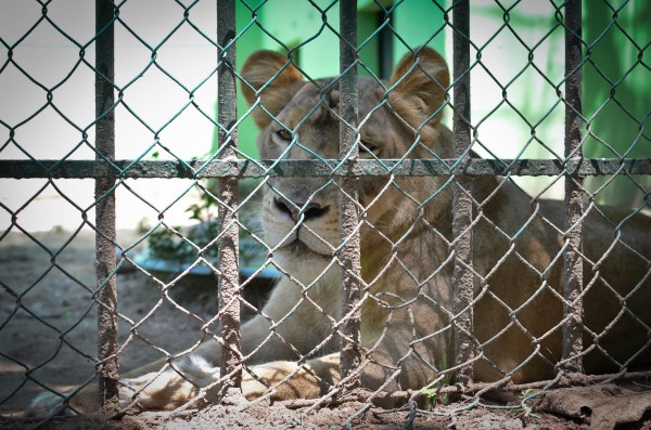 En zoológico de Veracruz no se ha aplicado la Ley de Vida Silvestre, acusan