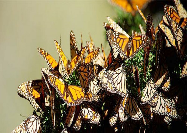 Aumenta presencia de mariposa Monarca en Michoacán
