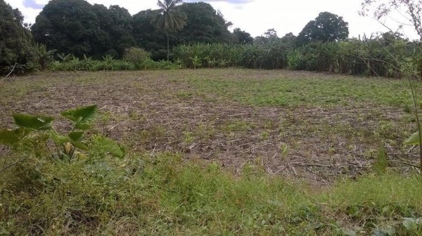 Cosoleacaque, tierra fértil para cultivo de cítricos 