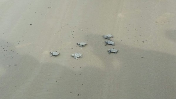 Se mantiene la temporada de anidación de las tortugas marinas en Veracruz