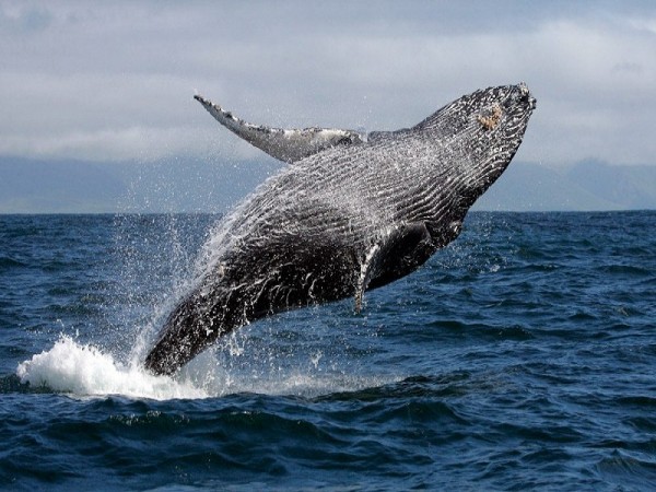 Temporada de avistamiento de ballenas: Estas son las fechas y lugares