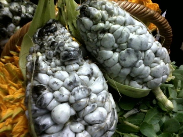 Huitlacoche podría combatir la diabetes