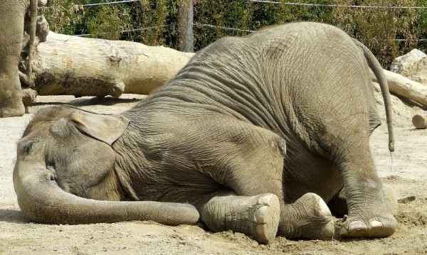 ¿Cuantas horas duerme un elefante?