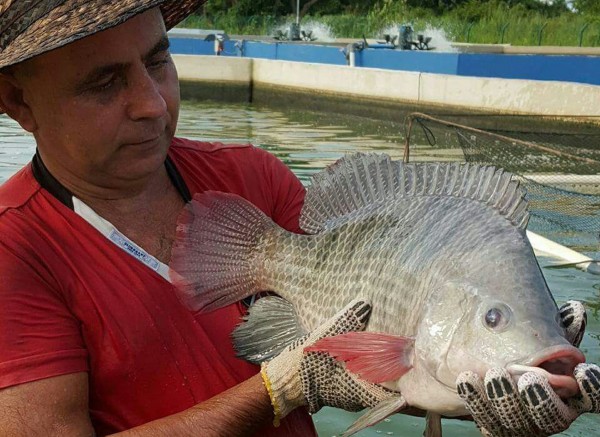 Concluirán proyecto de mojarra tilapia en Mina