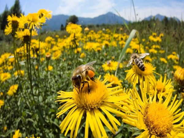 Semarnat trabaja para conservar el hábitat de las abejas y mariposas