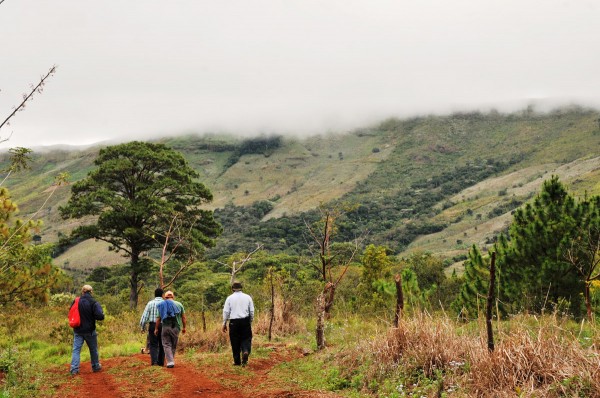 Sedema reforestará la Sierra de Santa Marta 