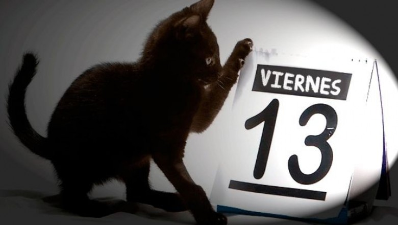 Ni gatos negros, ni animal alguno dan mala suerte en fechas superticiosas como viernes 13: Activistas