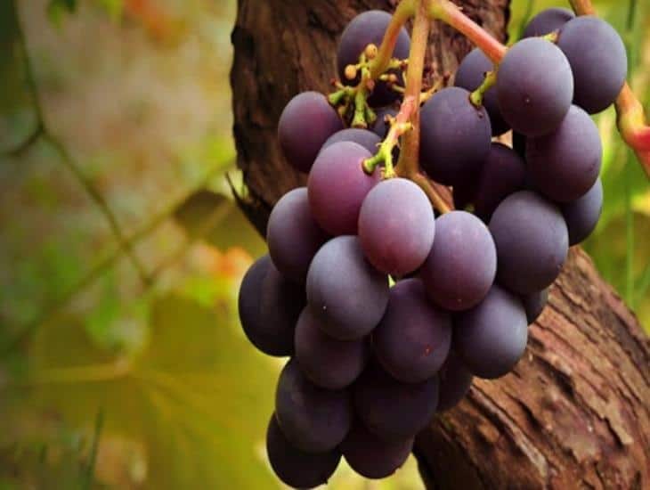 México concreta exportación de uva sonorense a Corea del Sur
