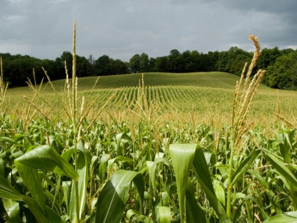 Granizadas causaron afectaciones a cultivos de maíz