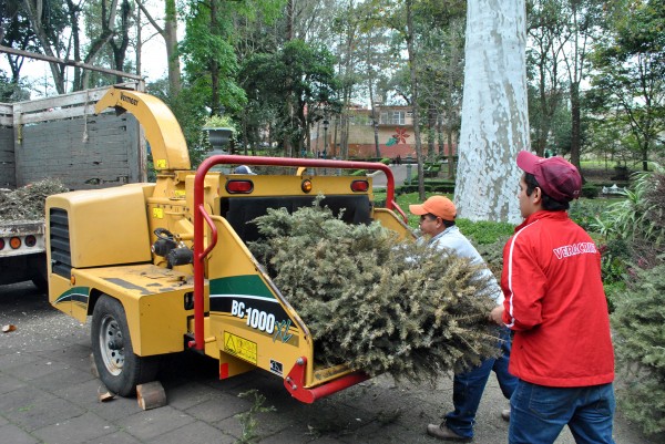 Esperan recibir más de 7 mil árboles en ‘Recicla tu Navidad’