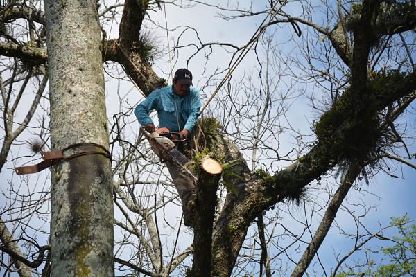 Advierte Inecol por exceso de poda y retiro de árboles en Xalapa