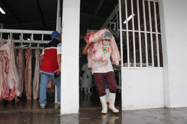 Veracruz, principal productor de carne de pollo y res en México