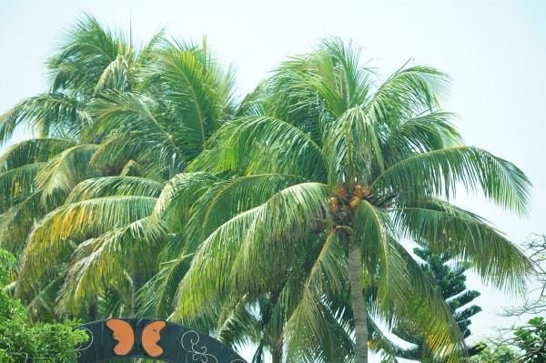 Promoverán proyecto de siembra de cocos con nueva administración