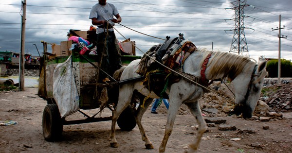 Falta regular el cuidado de los caballos en Veracruz; muchos son explotados (+Video)