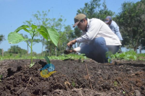 Veracruz, segundo en el país con más hectáreas de cultivo