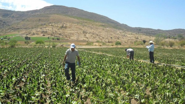 Requiere México política agraria que garantice soberanía alimentaria, advierten