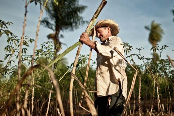 Veracruz, líder nacional en producción de caña de azúcar