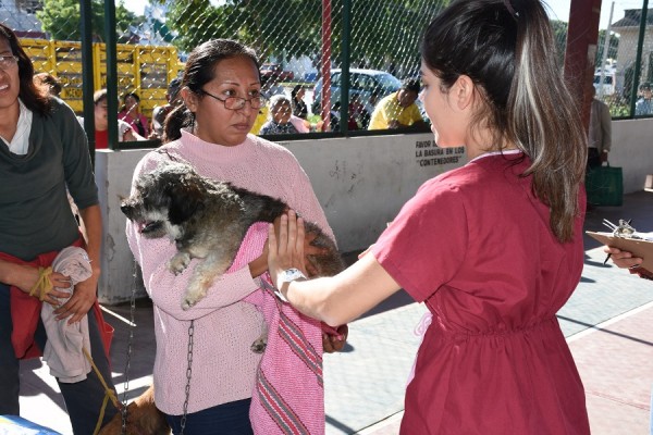 Lanzan campaña de esterilización de perros y gatos en Orizaba