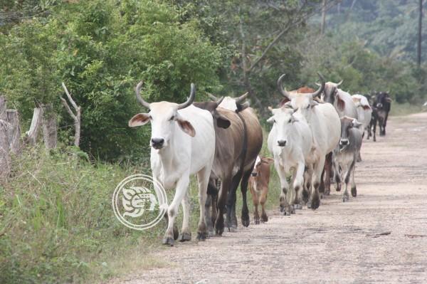 Buscan prevenir en Tuxpan rabia paralítica bovina