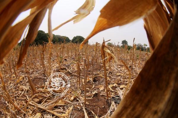 Reporta Conagua sequía extrema en 16 municipios de Veracruz