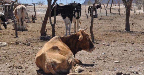 Sequía dejó pérdidas a ganaderos de Actopan; no hubo apoyos