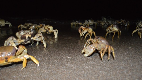 Cangrejo azul, especie en peligro de extinción en Veracruz