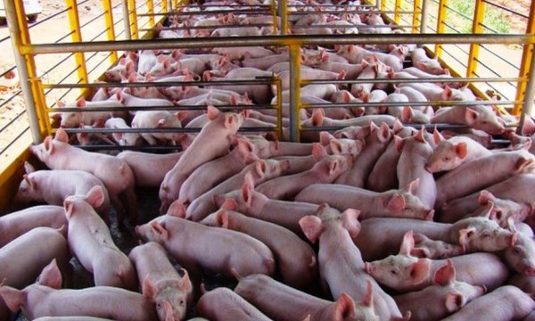 Adolece producción de carne de cerdo en Veracruz de financiamiento, afirman