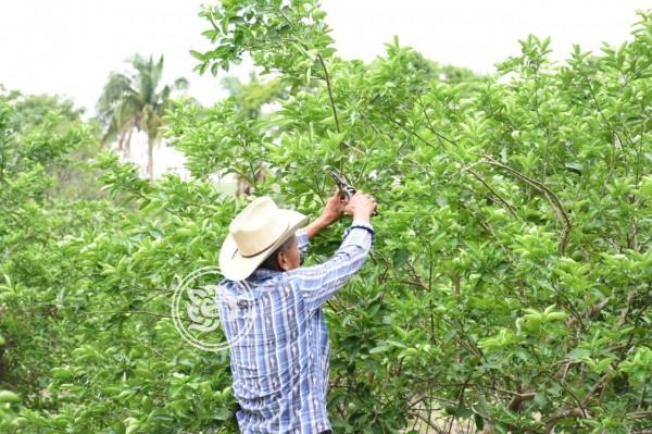 Sequía podría afectar producción de limón en Veracruz