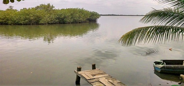 Destruyen manglares en Boca del Río