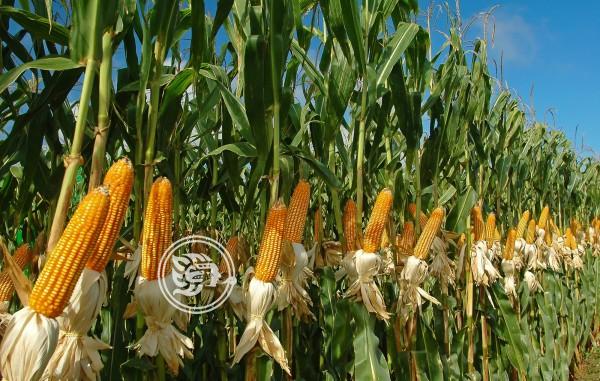 Se dejaron de cultivar 500 mil hectáreas de maíz en Veracruz