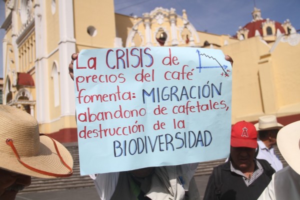 Bajo precio del café alienta cambio de cultivos y migración en Veracruz