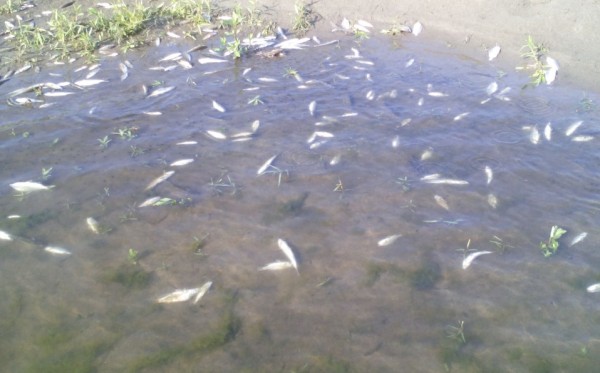 Mortandad de peces en río Bobos no se debe a empresas: PMA