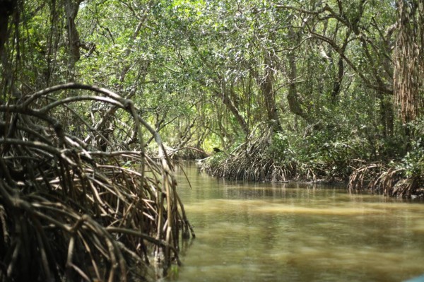 Estudian afectaciones a manglares en México