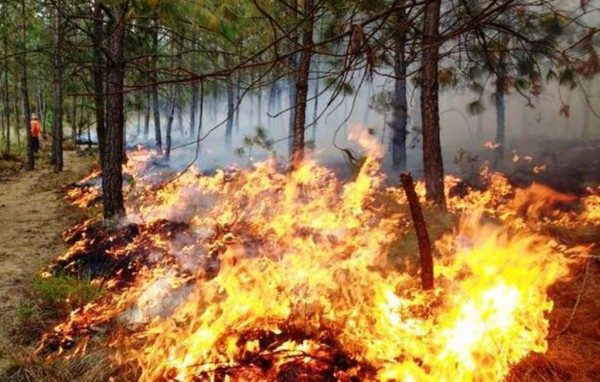 No ha llegado la canícula a Veracruz y ya suman 180 incendios forestales en 2023