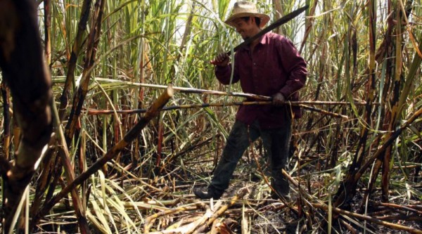 Cañeros urgen apoyos para impulsar economía del país