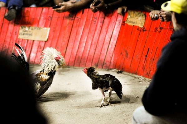 Repudian animalistas propuesta para legalizar peleas de gallos en Veracruz