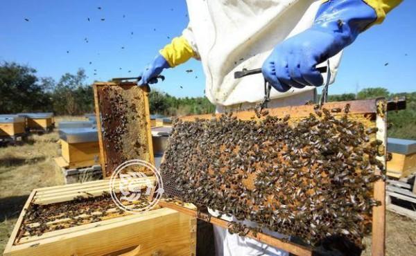 Disminuye producción de miel por factores climáticos en Veracruz