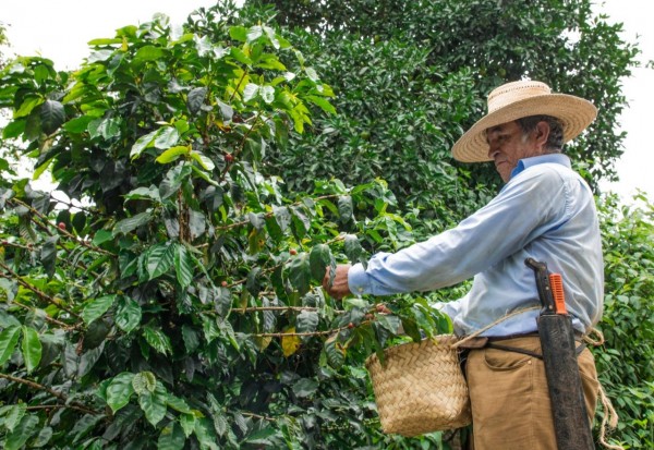 Bajos precios ponen en jaque a cafeticultores de Veracruz
