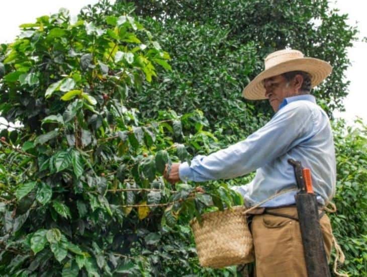 Eliminando agroquímicos, mejorarán calidad del café en Coatepec