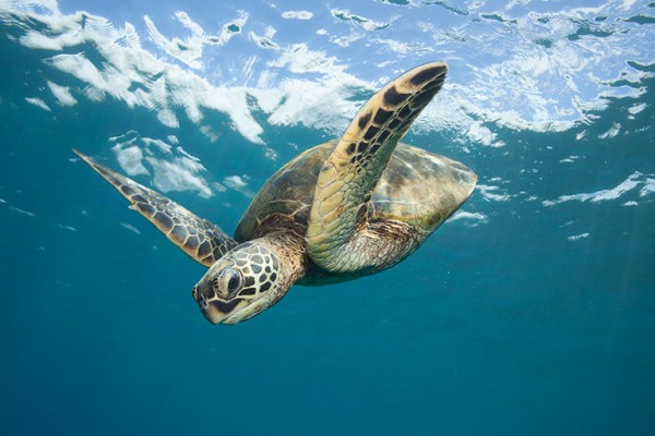 Llaman ambientalistas a fomentar la preservación de las tortugas marinas 