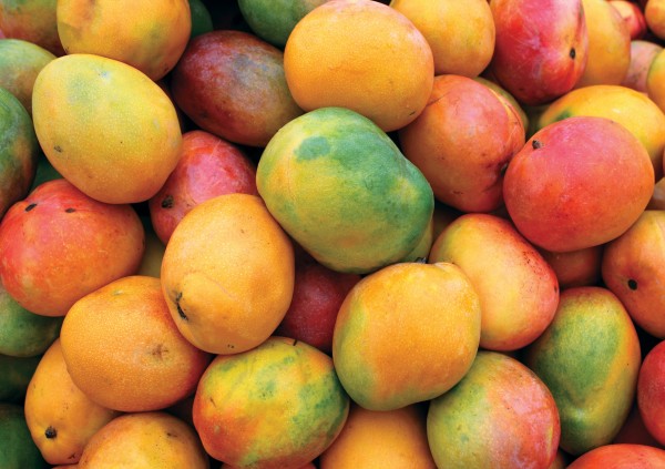 Producción de mango en Veracruz, desplazada por caña y malanga 