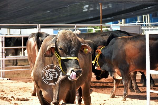 Gobierno acusa mercado negro y disputa de ganaderos al sur de Veracruz