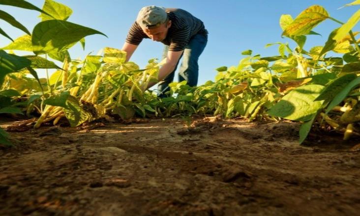 Veracruz, cuarto lugar en producción agropecuaria en el país